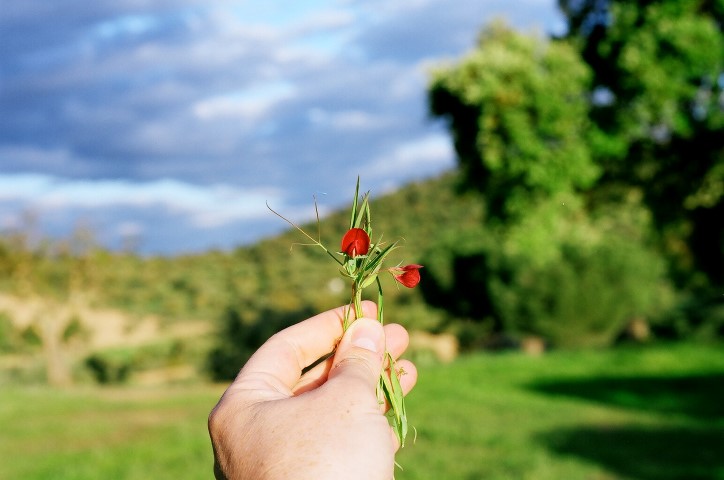 En el campo