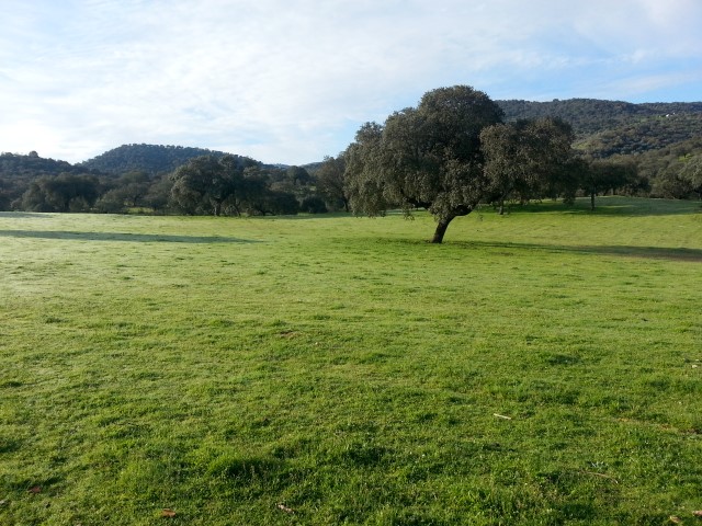 En el campo